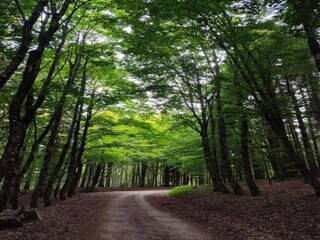 Maison de vacances Ortignano Raggiolo Environnement 37