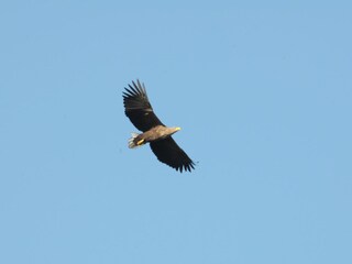 Unser Nachbar - der Seeadler