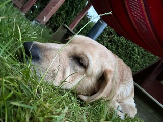 Casa per le vacanze Carolinensiel Registrazione all'aperto 8