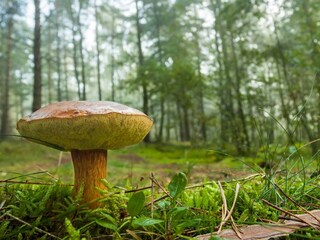 Landhaus Marienwerder Umgebung 34