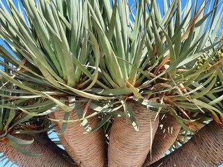 fascinating palmtrees