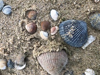 Muscheln suchen