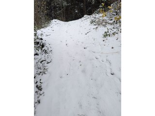 Winter Wald