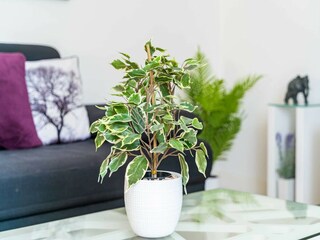 Casa de vacaciones Dubrovnik  46