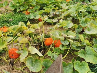 Ferienhaus Ellös  22