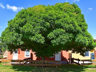 Apartment Luhme Outdoor Recording 4