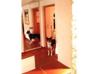 Dogs are welcome