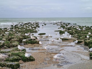 Appartamento Koksijde Ambiente 24