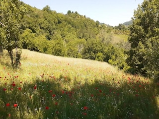 Fattoria Castel Ritaldi Ambiente 35