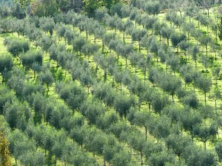 Type de propriété : Ferme Castel Ritaldi Environnement 20