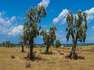 Vakantiehuis Barletta Omgeving 25