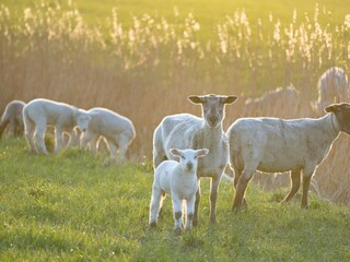 Ferienwohnung Westerhever Außenaufnahme 35