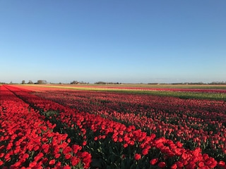 Vakantiehuis Julianadorp Omgeving 28