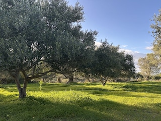 Ferienhaus Pitsidia Umgebung 39