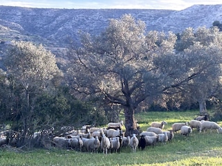 Ferienhaus Pitsidia Umgebung 38