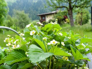 Apartamento Ramsau im Zillertal  33