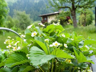 Apartment Ramsau im Zillertal  33