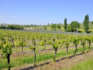 Vakantiehuis Lazise Omgeving 32