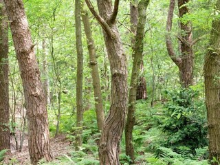 Parc de vacances Dalfsen Environnement 29