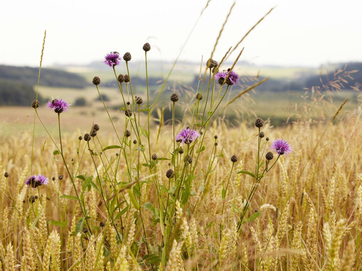 Kornblumen am Weg mit Mürmesblick