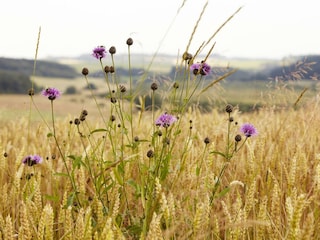 Kornblumen am Weg mit Mürmesblick