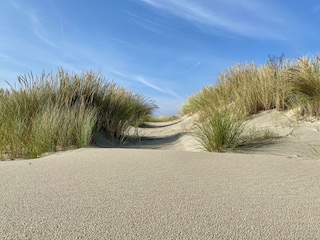Dünen Langeoog
