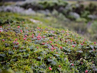 Vakantiehuis Sälen  6