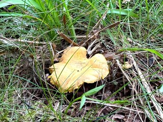 Ferienhaus Färgelanda  30