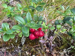 Vakantiehuis Färgelanda  31