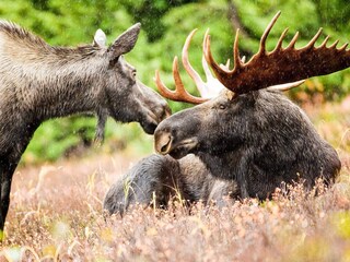 Ferienhaus Färgelanda  37
