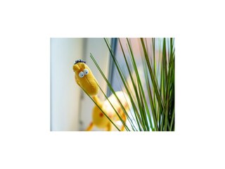 Maison de vacances Tating  45