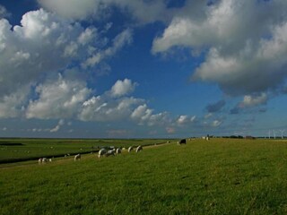 Vakantiehuis Tzummarum Omgeving 17