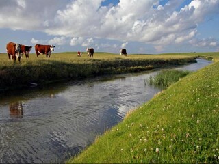 Vakantiehuis Tzummarum Omgeving 30