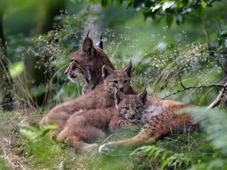 Hike to the lynxes