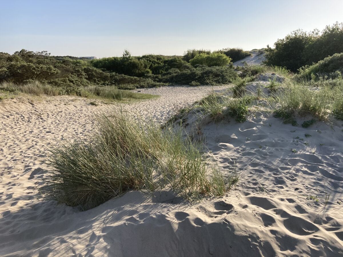 Dünenlandschaft