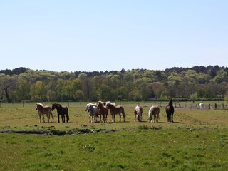 Appartamento per vacanze Schoorl Registrazione all'aperto 5