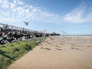 Appartement Blankenberge Environnement 37