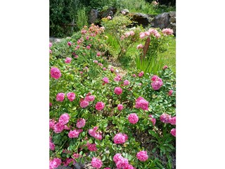 Rosenblüte im Mai / Juni