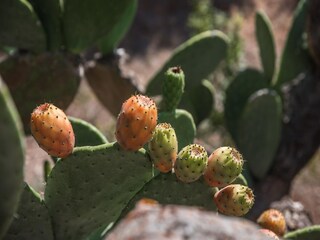 Vakantiehuis Cisternino Buitenaudio-opname 13