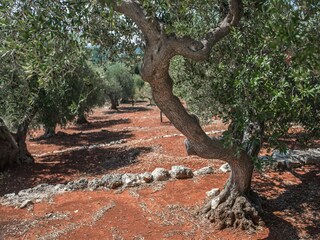 Casa de vacaciones Cisternino Grabación al aire libre 12