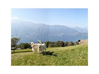 Ferienwohnung San Nazzaro Außenaufnahme 24