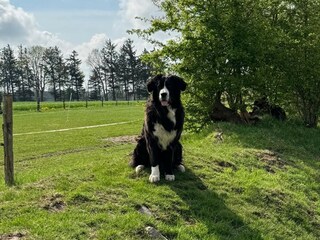 Hofhund Fine