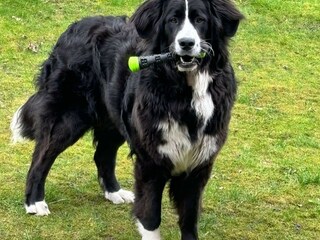 Hofhund