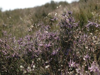 Vakantiepark Groesbeek Omgeving 24