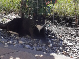 Appartamento per vacanze Rauris Ambiente 33