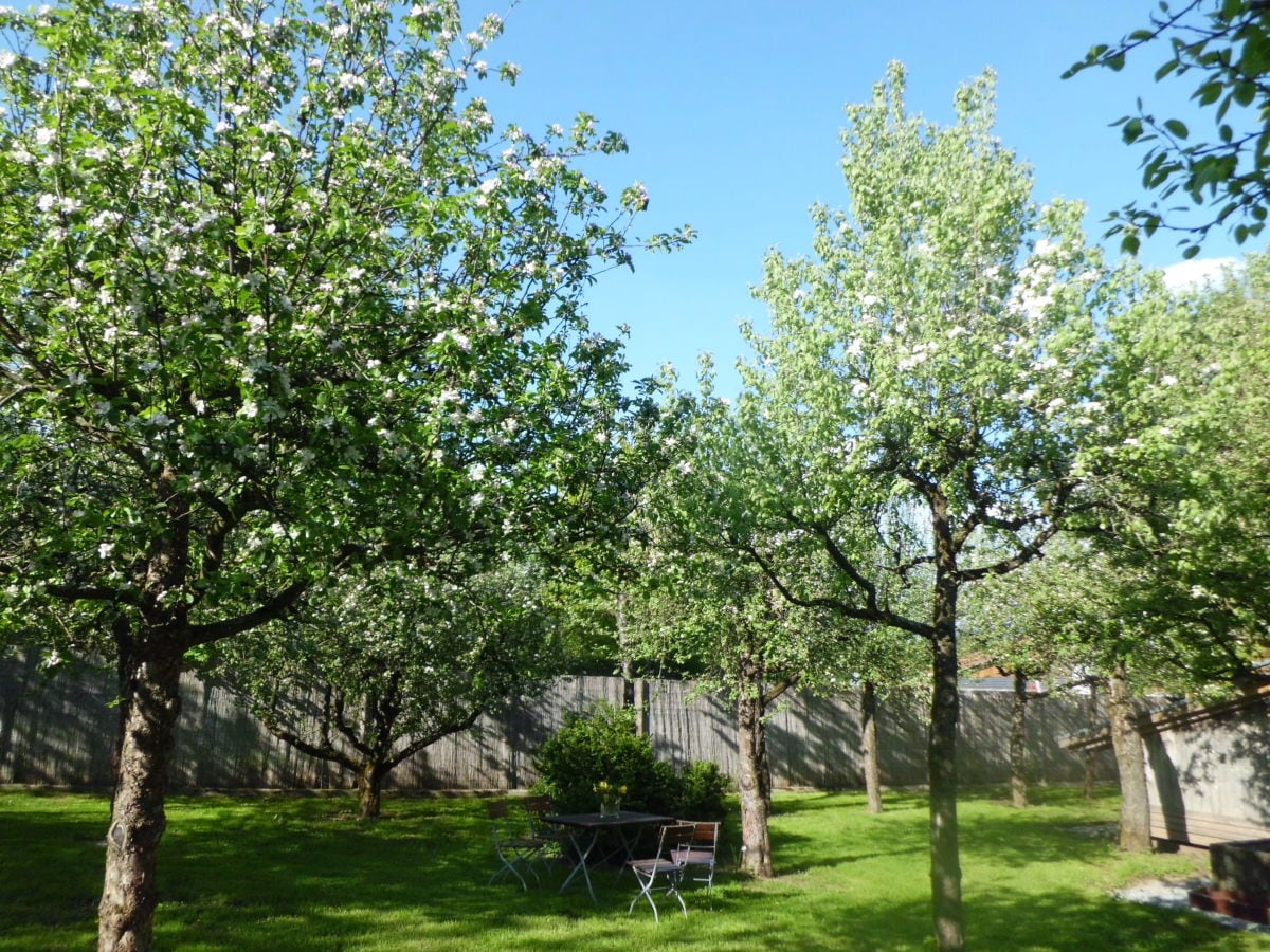 Obstgarten Obstgarten