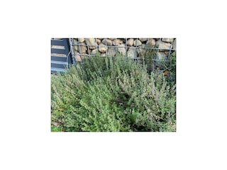 Ferienhaus Kołczewo Außenaufnahme 2