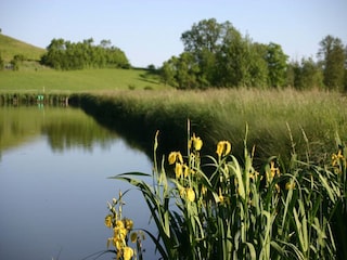 Karpfenweiher