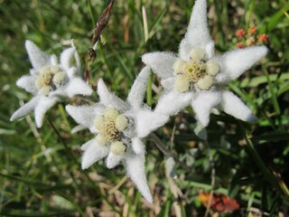 Ferienwohnung Weißbach an der Alpenstraße Außenaufnahme 4