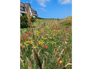 Blumenwiese vor dem Sölring'Hüs Sommer 2024